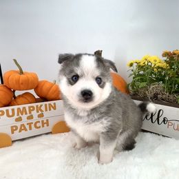 Ford - Black and white male Pomsky puppy in Michigan from Blue Water Pomskies