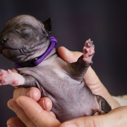 American Hairless Terrier and Anatolian Shepherd Dog Puppies from Wilsong AHT