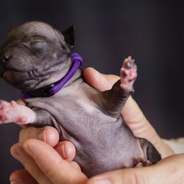 American Hairless Terrier and Anatolian Shepherd Dog Puppies from Wilsong AHT