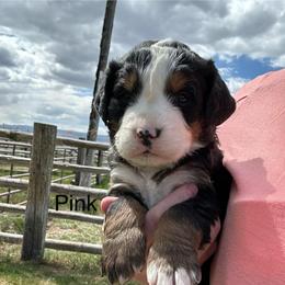 Reserve female puppy - Black tan and white female Bernese Mountain Dog puppy in Oakley, Idaho from Purple Sage Puppies Bernese Mountain Dogs