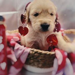 Golden Retriever Puppies from Great Lakes Golden Retreivers