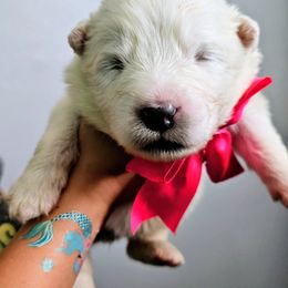 Girl 2 - White female Samoyed puppy in Downey, Idaho from Seven Diamond Samoyeds