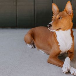 Sushi - Basenji