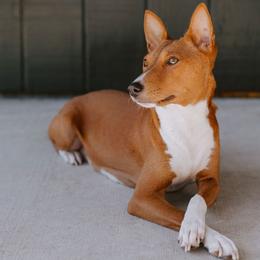Sushi - Basenji