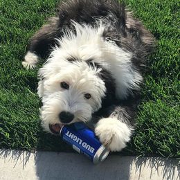 Old English Sheepdog Puppies from Wild-n-Woolly Old English Sheepdogs