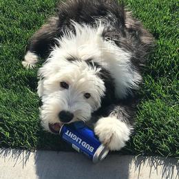 Old English Sheepdog Puppies from Wild-n-Woolly Old English Sheepdogs