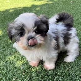 Princess Akc Champion Bloodline - Tricolor female Shih Tzu puppy in Long Beach, California from Prieto Shih-Tzu's