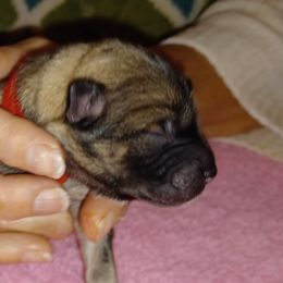 Zeke, Red Collar - Fawn male Eurasier puppy in Lakewood, Ohio from Exquisite Eurasier