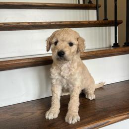 Odessa - Cream female Goldendoodle puppy in New Waverly, Texas from C.P. Puppy Buddies