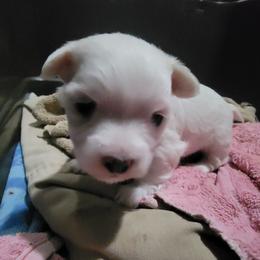Mickey - White male Morkie puppy in Gloucester, Virginia from Jenkins Morkies