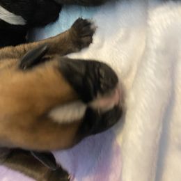 Boxer Puppies from Primo Amore Boxers