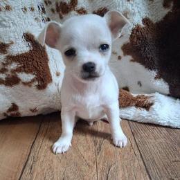 MILO - White male Chihuahua puppy in Branford, Florida from Mbjs Doxies and chihuahuas