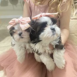 Shih Tzu Puppies from Tiny Bubbles Shih Tzus