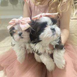 Shih Tzu Puppies from Tiny Bubbles Shih Tzus