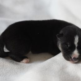 Lucien - Black and white male Siberian Husky puppy in Wiscasset, Maine from Running with Huskies