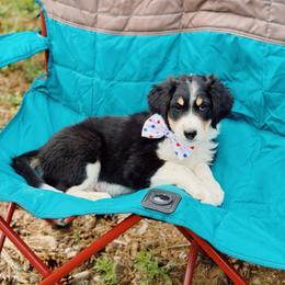 Jimmy Angelov - Black tri-color male Aussiedoodle puppy in Peyton, Colorado from Colorful Colorado Aussiedoodles