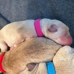 Fuchsia - Yellow female Labrador Retriever puppy in Rock Hill, South Carolina from North Star Retrievers
