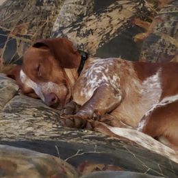 Dachshunds from SmoknDoxies