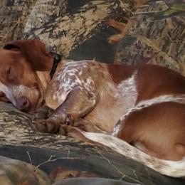 Dachshunds from SmoknDoxies