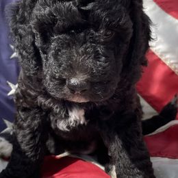 Yellow Collar (Female) - Goldendoodle puppy in Ozark, Arkansas from Mulberry River Poodles and Doodles, LLC.