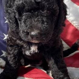 Yellow Collar (Female) - Goldendoodle puppy in Ozark, Arkansas from Mulberry River Poodles and Doodles, LLC.