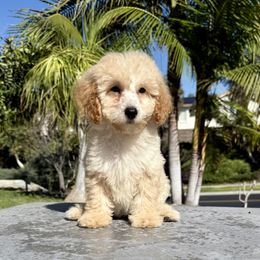 Girl 1 - Apricot female Poodle puppy in San Diego, California from Goldendoodles & Poodles of San Diego