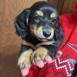 Walker (PET ONLY) - Black and tan male Dachshund puppy in Goldthwaite, Texas from Mini Mama Dachshunds