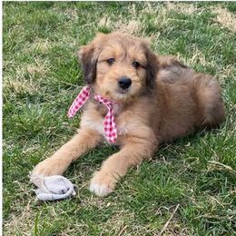 Aussiedoodles and Pembroke Welsh Corgis from Red Barn Rascals
