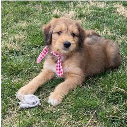 Aussiedoodles and Pembroke Welsh Corgis from Red Barn Rascals