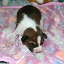 Red male - Red and white male Basenji puppy in Eugene, Oregon from Basenji Puppies