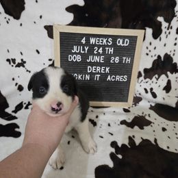 Derek - Black male Border Collie puppy in Chariton, Iowa from Kickin It Acres BCs