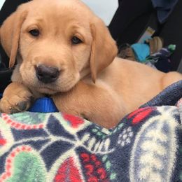 Labrador Retriever Puppies from Duck Creek Kennels