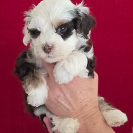 Panda - Tri-color male Bernedoodle puppy in Milton, Florida from Sutton Place Doodles