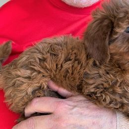 "Firecracker, Female, Available" Goldendoodle Puppies from OnlyGoldendoodles