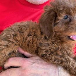 "Firecracker, Female, Available" Goldendoodle Puppies from OnlyGoldendoodles
