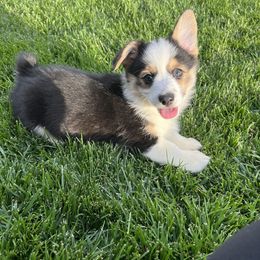 Girl 1 - Black and tan Pembroke Welsh Corgi puppy in Milliken, Colorado from Columbine Corgis