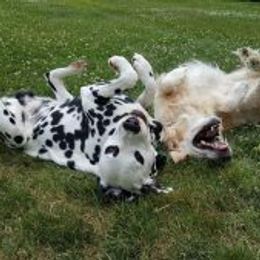 Dalmatians from Kate Gilliatt's Dalmatians