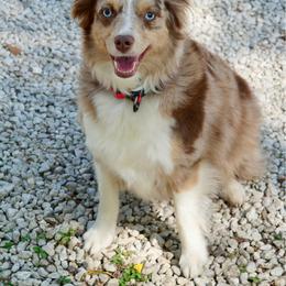 Harper - Toy Australian Shepherd