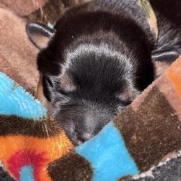 CAMO MALE - Black and mahogany male Rottweiler puppy in Rossville, Kansas from Cross Creek Rottweilers