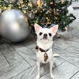 Chihuahua All Grown Up from Little angels