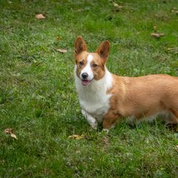 Sasha - Pembroke Welsh Corgi