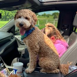 Colt - Goldendoodle
