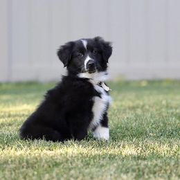 Miniature American Shepherd Puppies from Azure Sky Minis