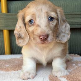 Java - Dapple male Dachshund puppy in Duncanville, Alabama from Bear Creek Dachshunds
