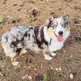 Lottie - Australian Shepherd