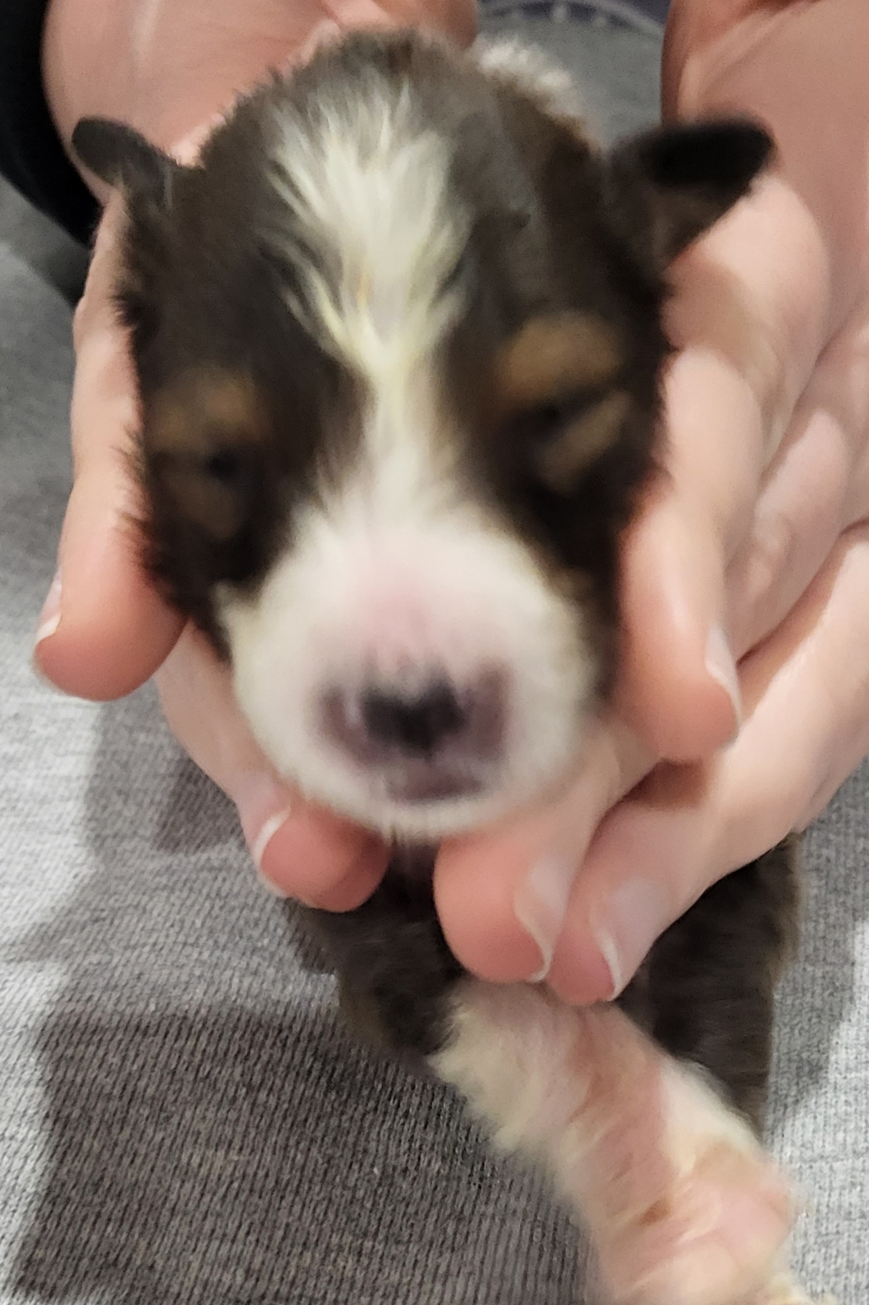 Shetland Sheepdog Puppies from Terri  Riley
