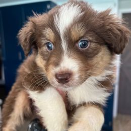 Wendy - Red tri-color Australian Shepherd puppy in Hemet, California from Perfect Companion Aussie's