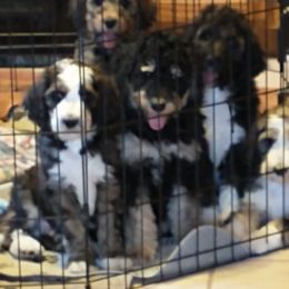 Bernedoodle Puppies from Luv4Bernedoodles