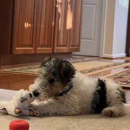 Wire Fox Terrier Puppies from Bluegrass Wyre