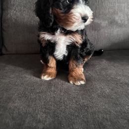 Marshall - Tri-color male Bernedoodle puppy in Hillsboro, Oregon from Myt fine doodles